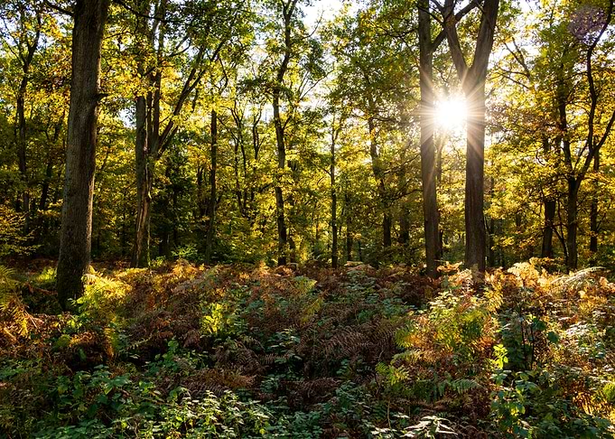 Forest in evening light