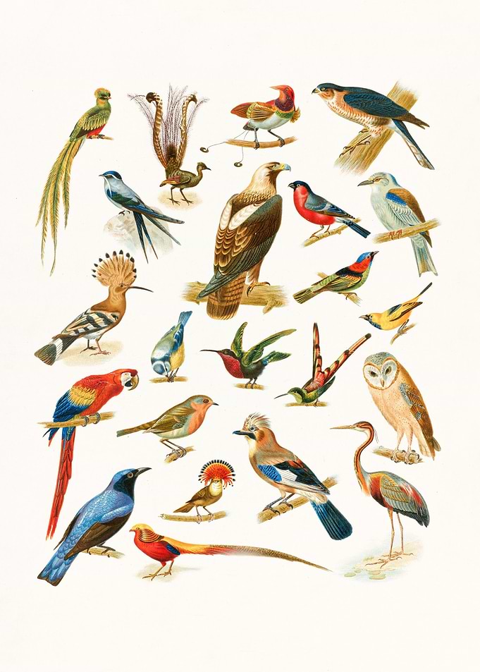 The Birds
