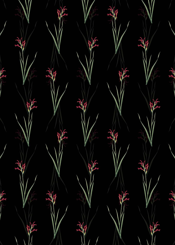 Gladiolus Cunonius Pattern