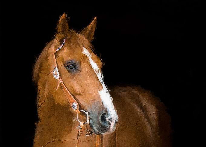 Black Horse