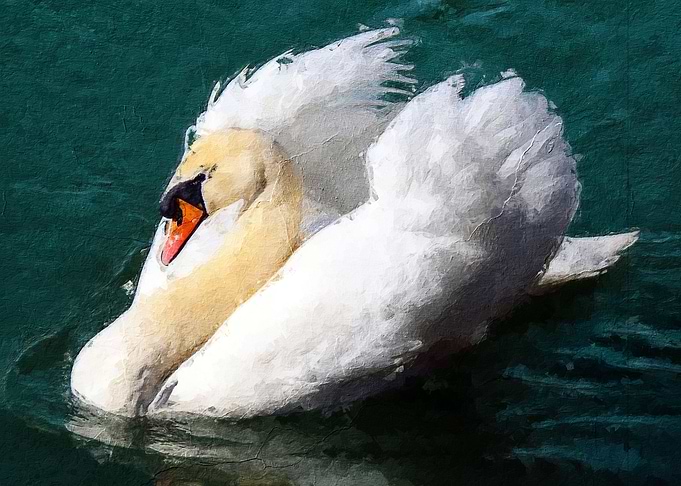 Swan