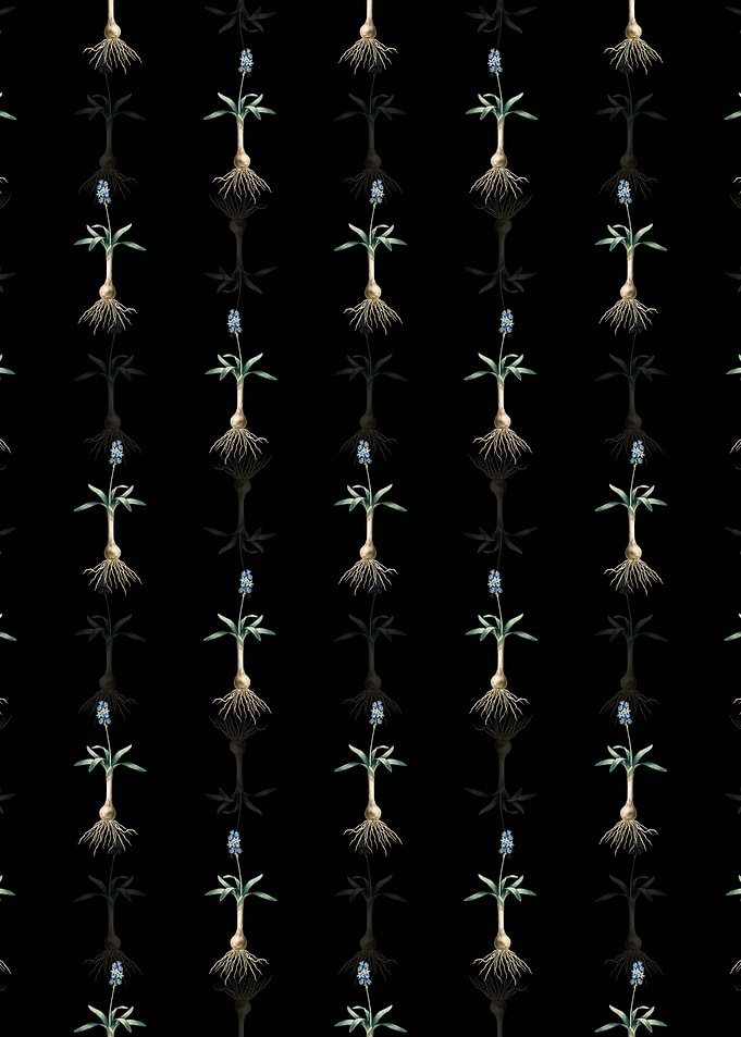 Scilla Lingulata Pattern