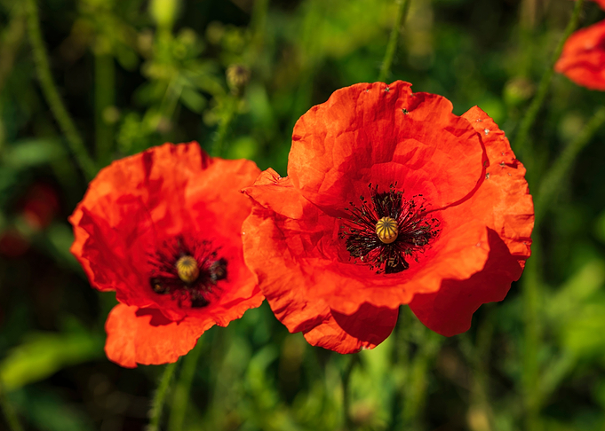 Red poppy flowers