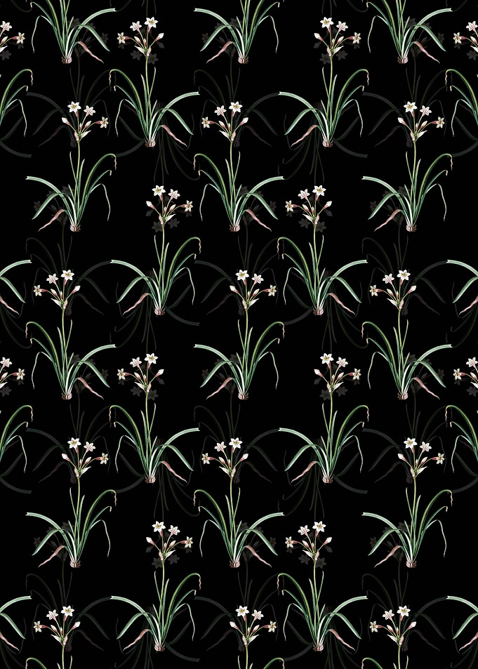 Black Crytanthus Vittatus