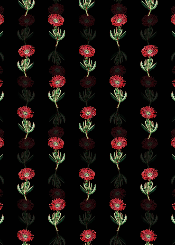 Red Edged Fig Marigold