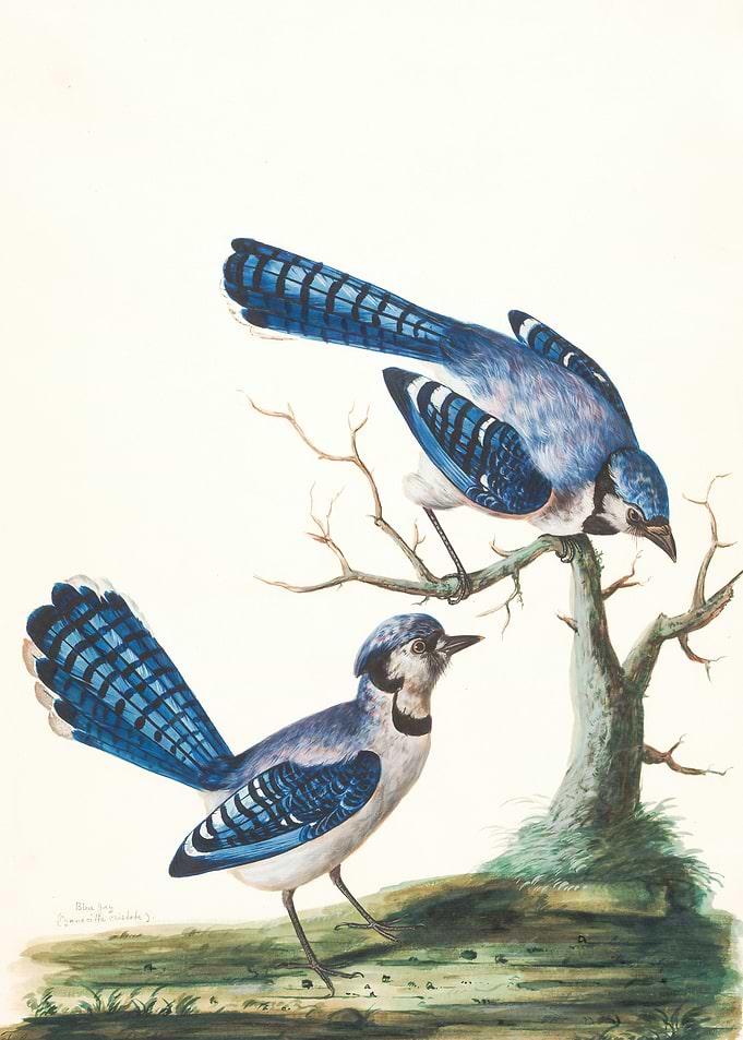 Couple Bird