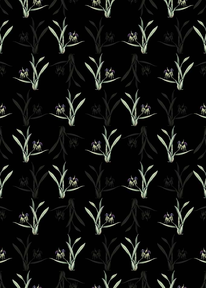 Clamshell Orchid Pattern
