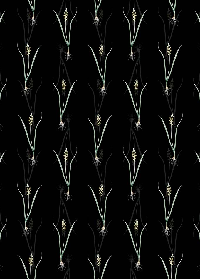 Lachenalia Pallida Pattern
