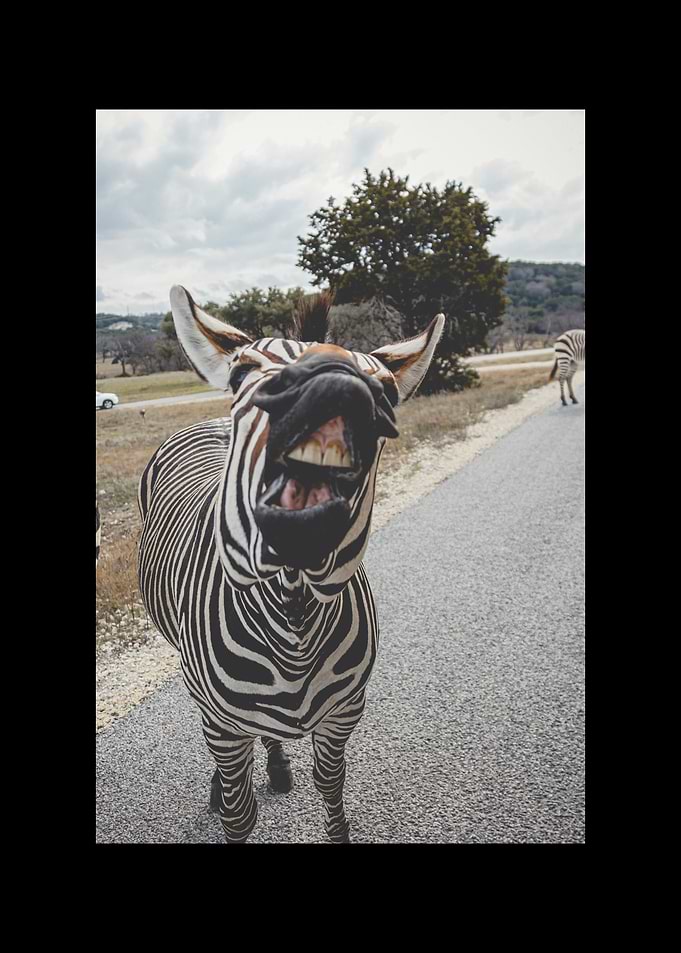 Zebra