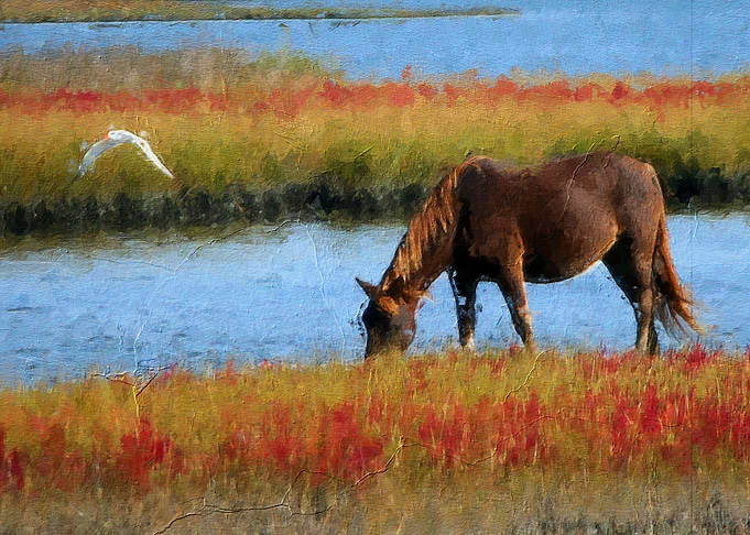 The Horse
