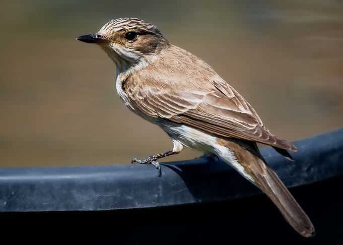 Spotted Flycatcher