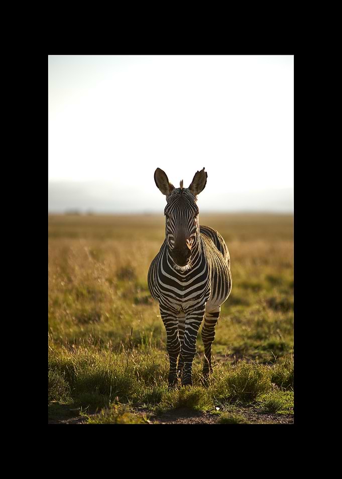 Zebra
