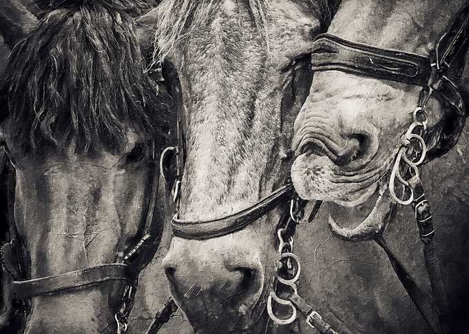 Black Horse