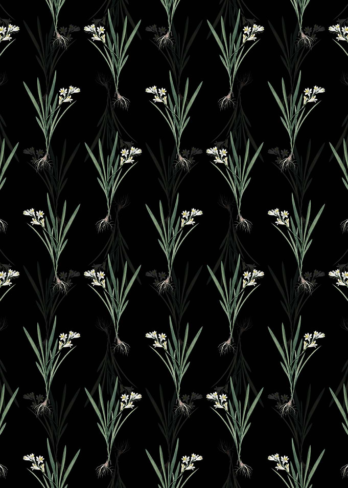 Black Gladiolusanthospilus