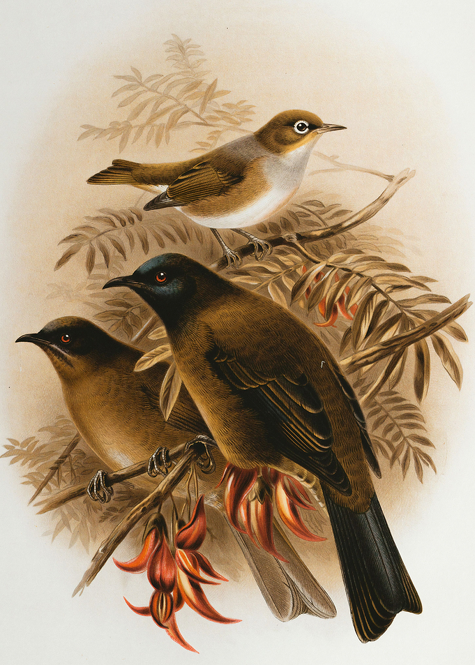 Birds Family
