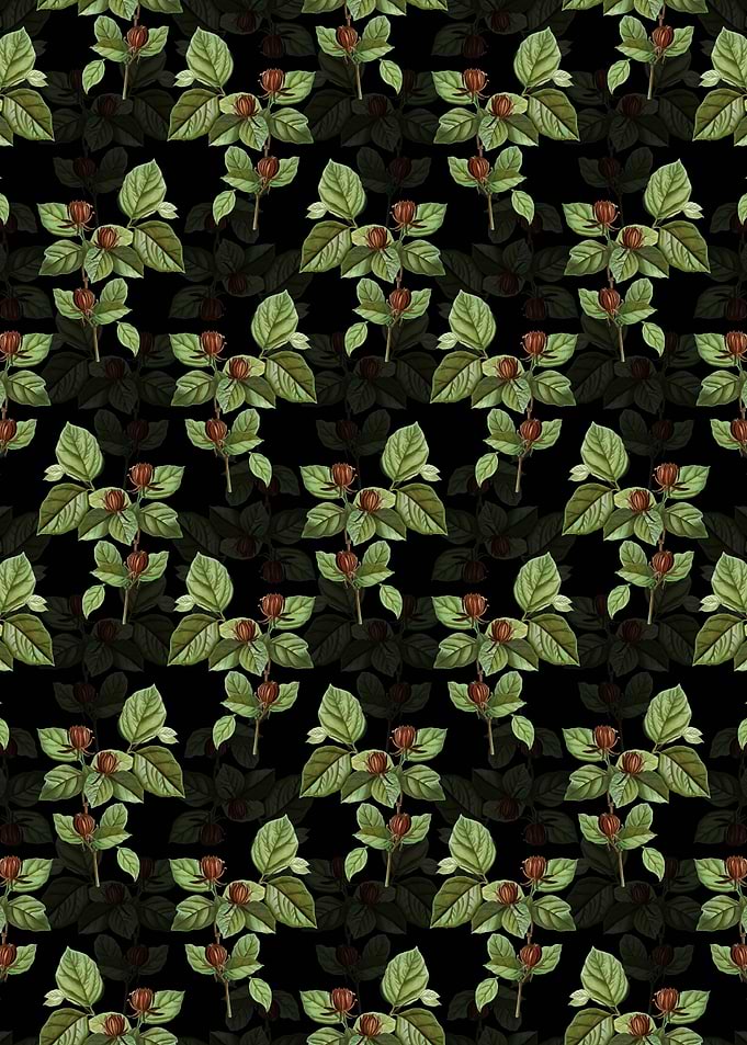 Carolina Allspice Flower