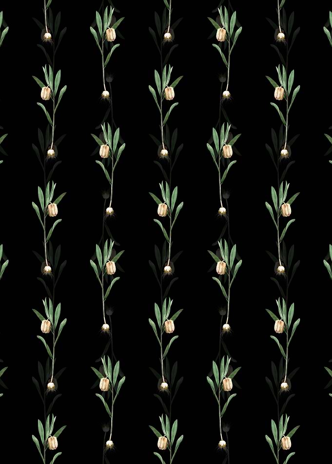 Fritillaria Latifolia