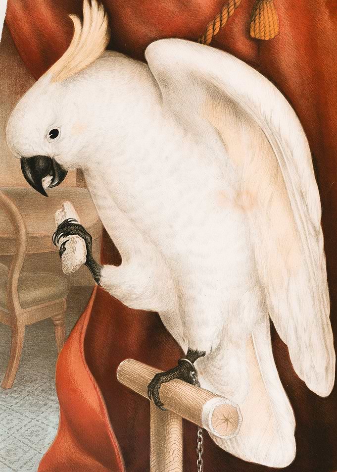 White Bird