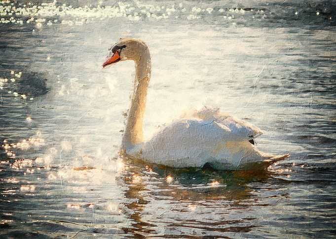 Swan