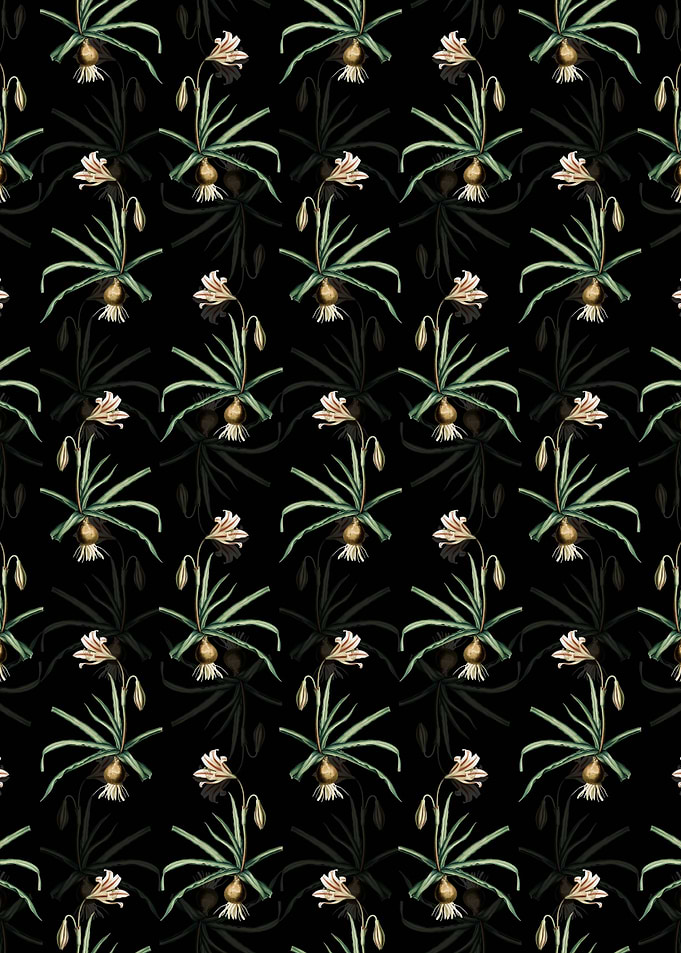 Amaryllis Broussonetii