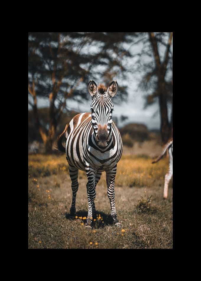 Zebra