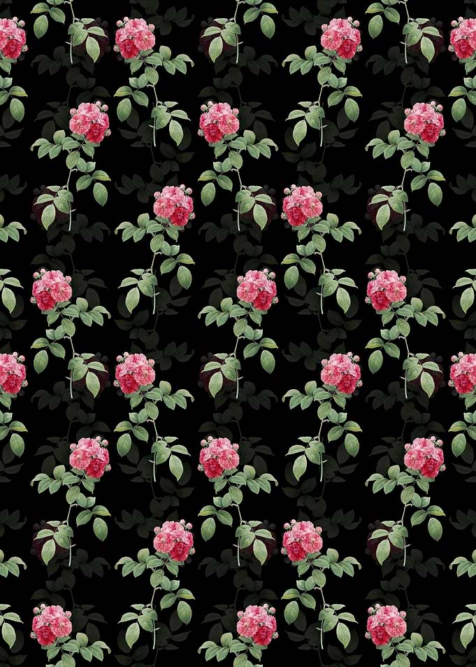 Black Seven Sisters Roses