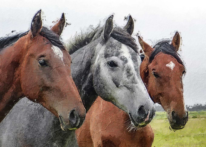 Black Horse