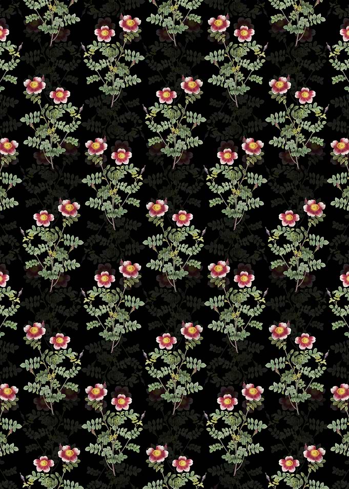 Variegated Burnet Rose