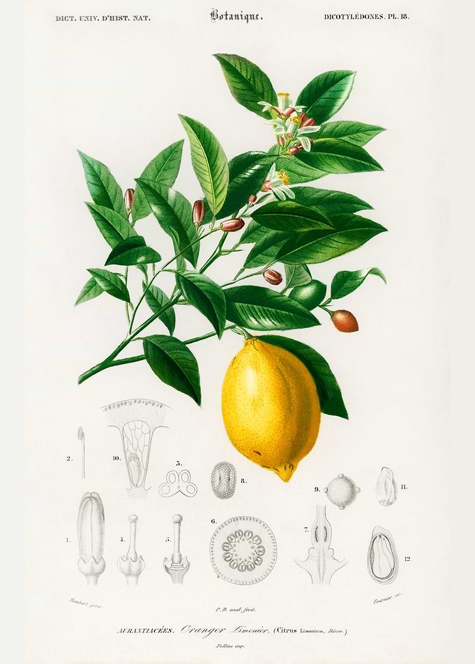Lemon Citrus Limonium
