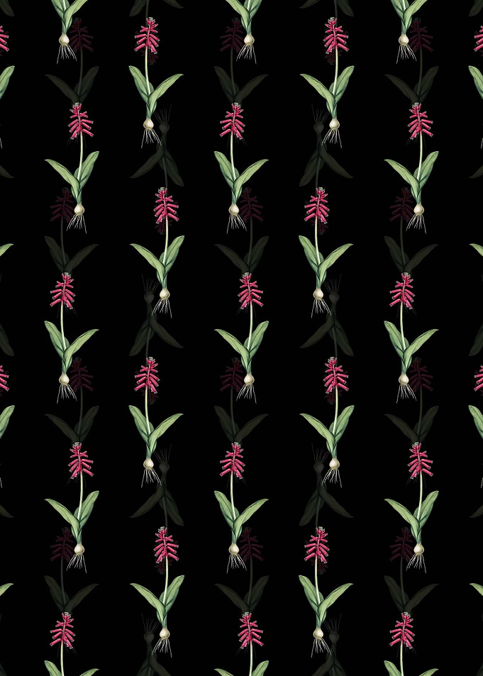 Lachenalia Pendula Pattern