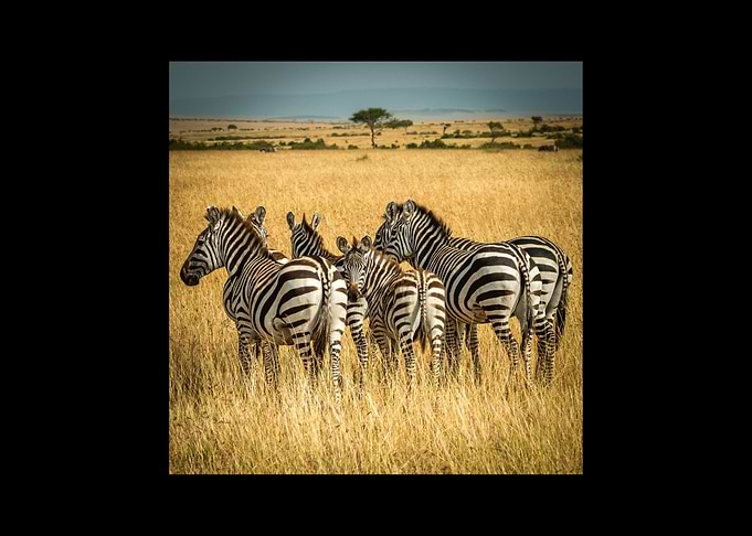 Zebra