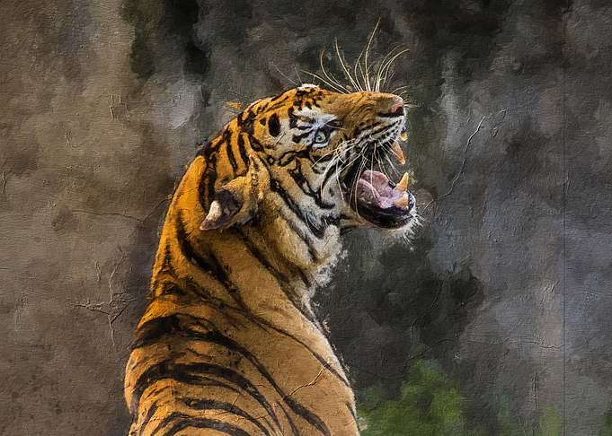 Tiger Watercolor