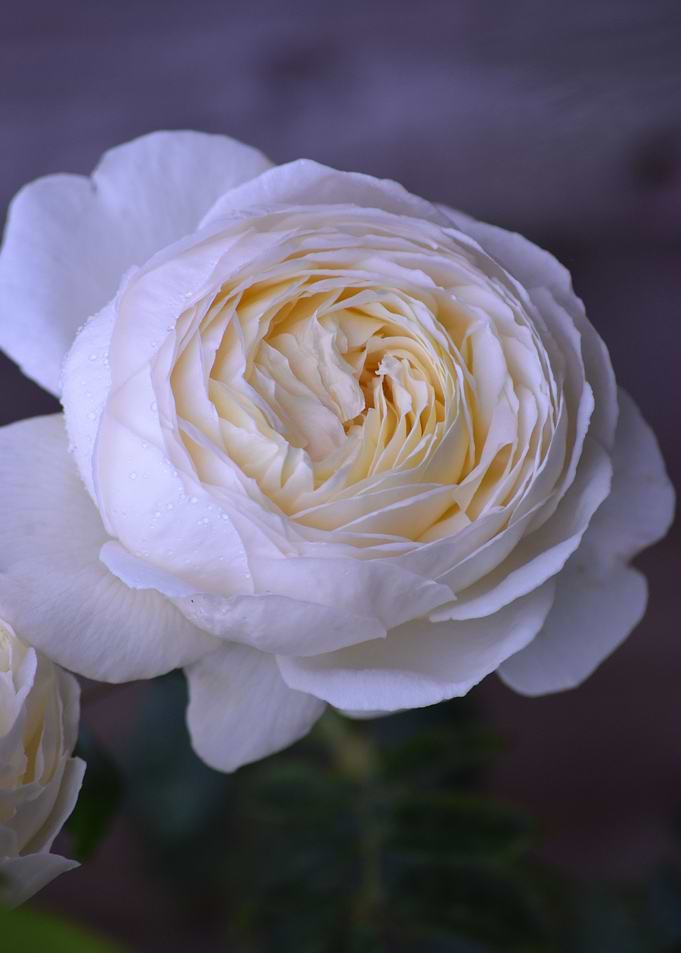 White Rose 3