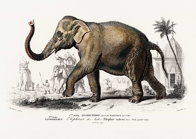 Indian elephant asian