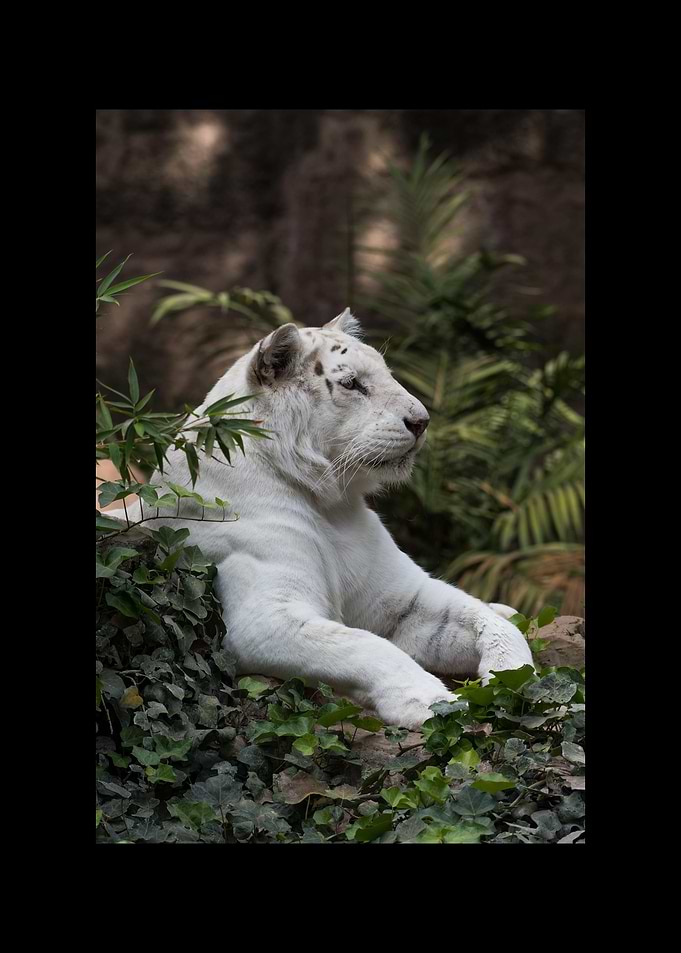 White Tiger