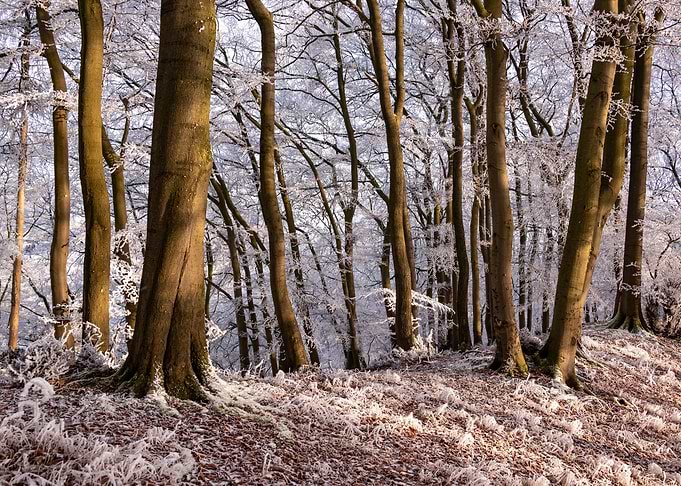 Icy winter forest scene