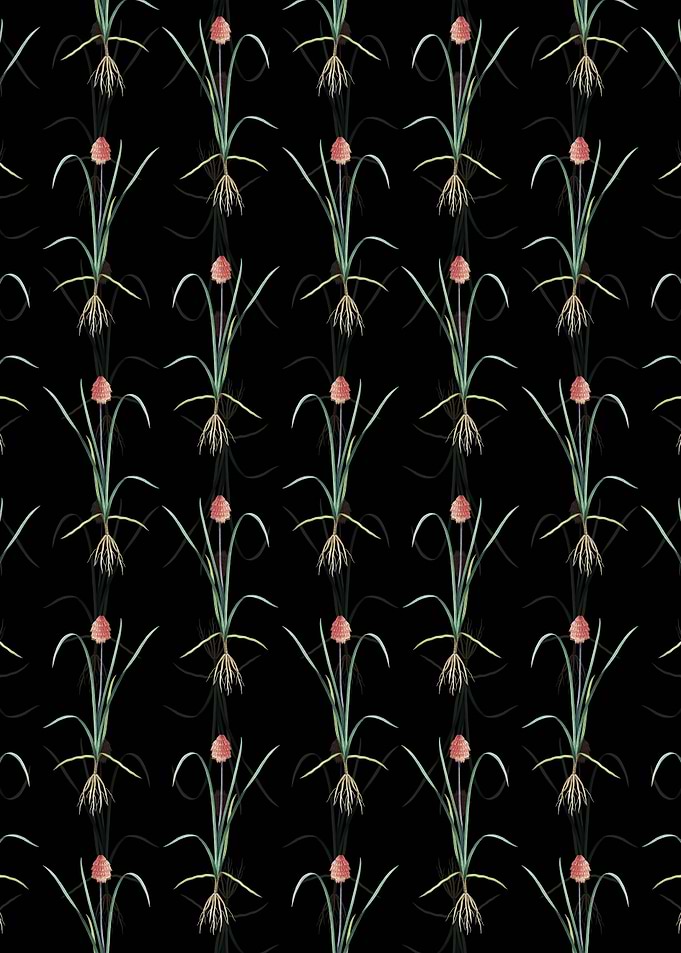 Veltheimia Abyssinica