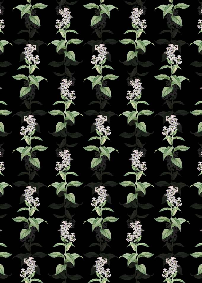 White Gillyflower Bloom