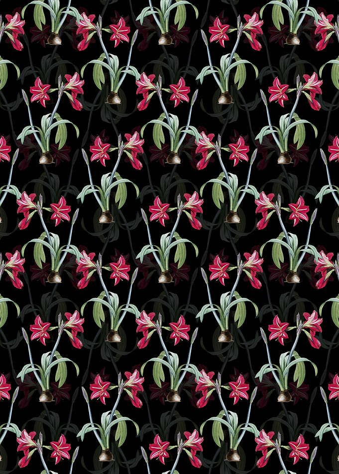 Black Brazilian Amaryllis
