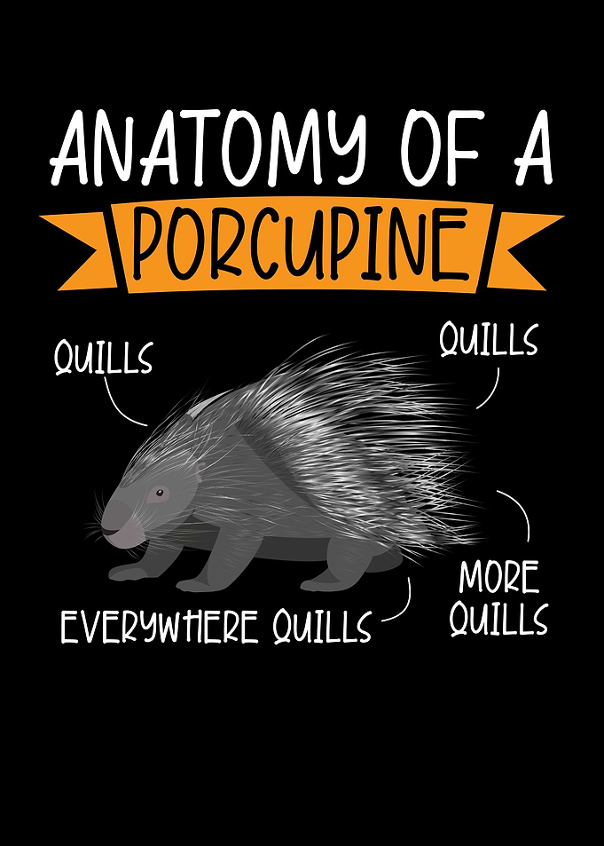 Anatomy Of A Porcupine