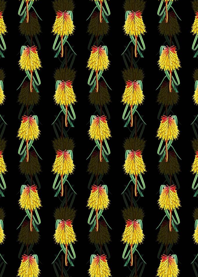 Burchells Tritoma Pattern