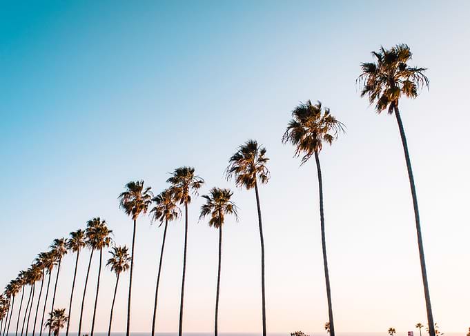 Palm Tree Row