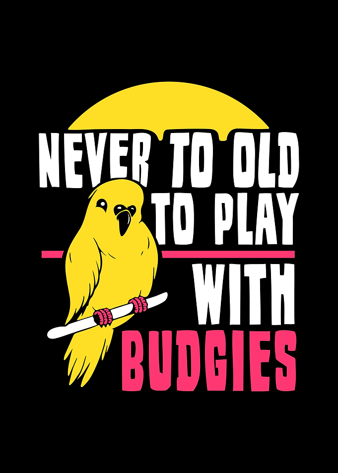 Budgie Budgeriga