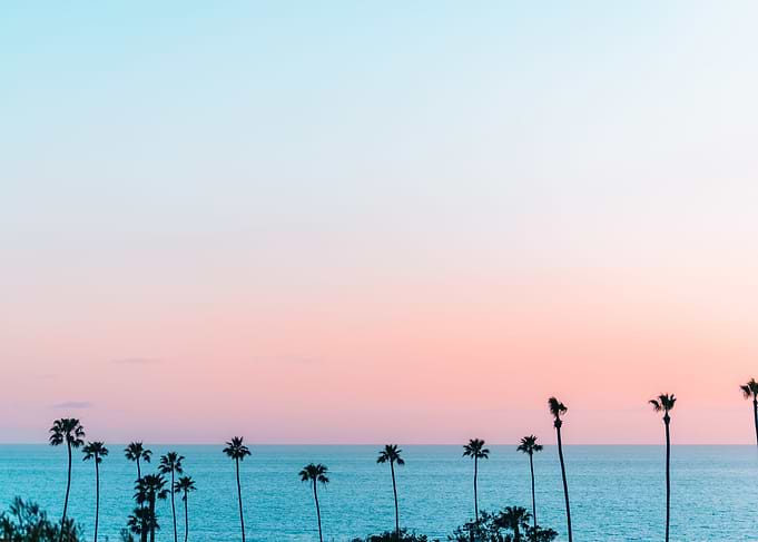 Pink Palm Tree Sunset