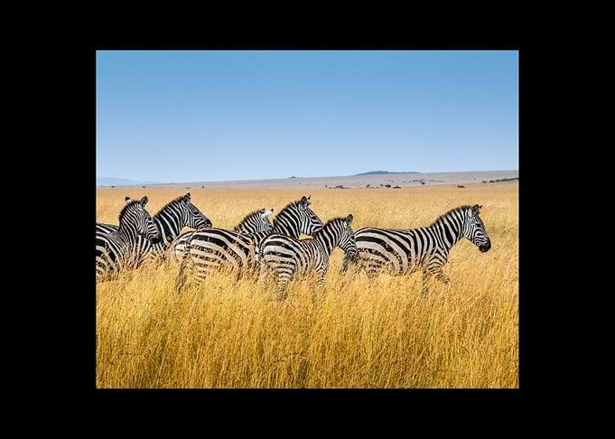 Zebra