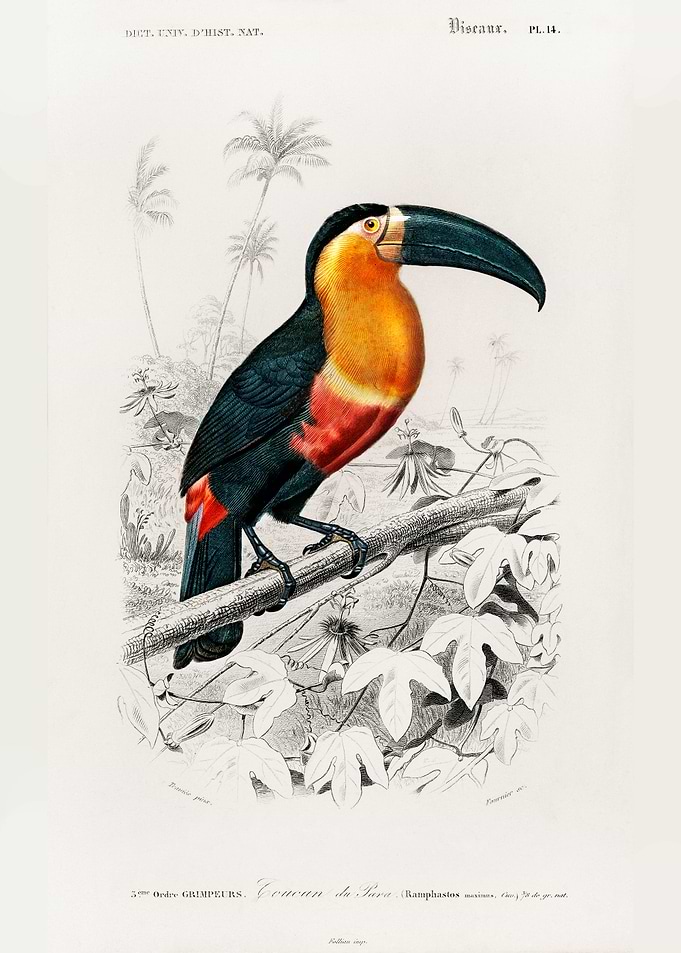 Toucan Ramphastos Charles