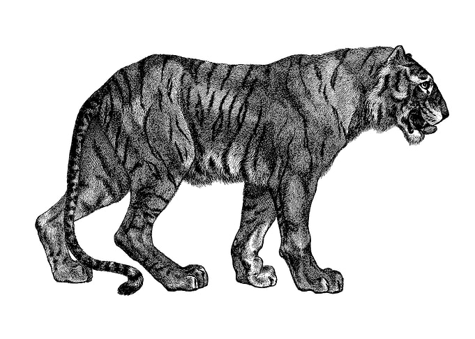 Tiger Watercolor