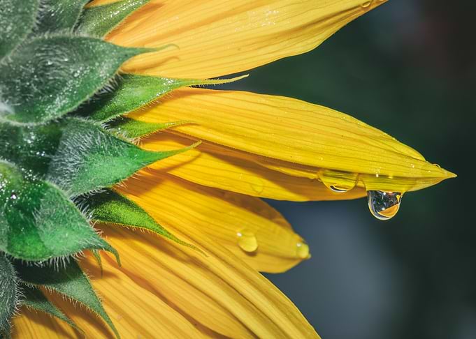Yellow common sunflower