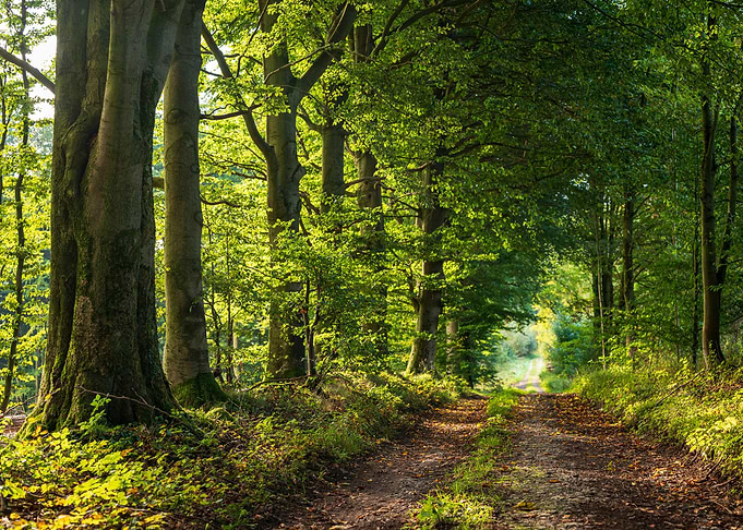 Forest road at dusk