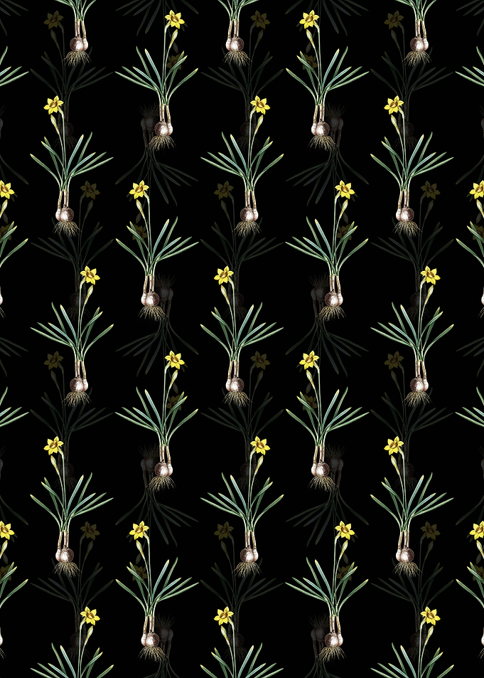 Narcissus Gouani Pattern